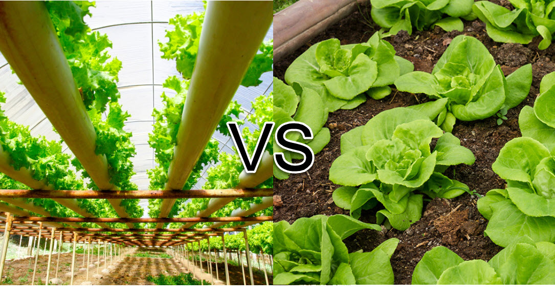 Hydroponic vs Soil Vertical Gardens: Which Method Wins for Indoor Growing in 2026?