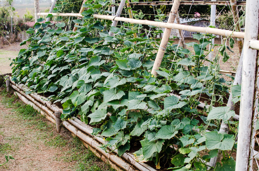 Vertical Cucumber Growing: How to Harvest 50+ Cucumbers from One Indoor Tower in 2026