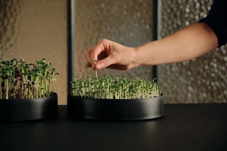 indoor vertical gardening
