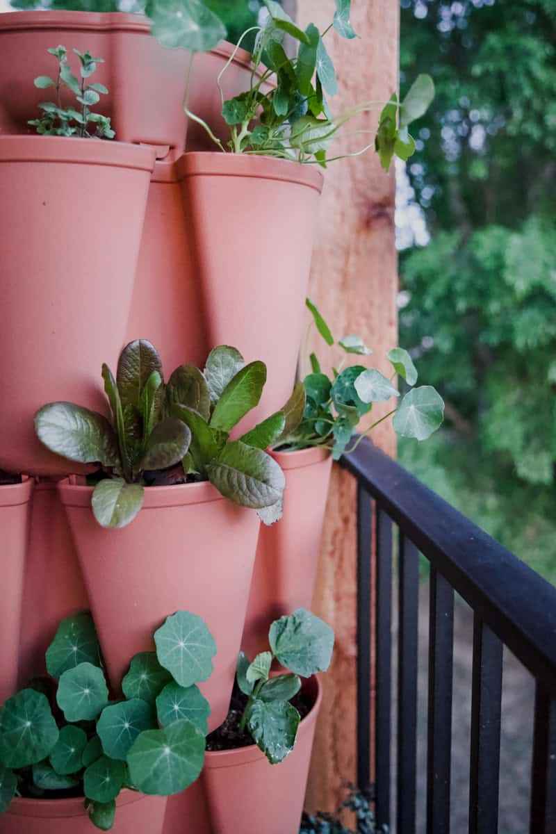 indoor vertical gardening