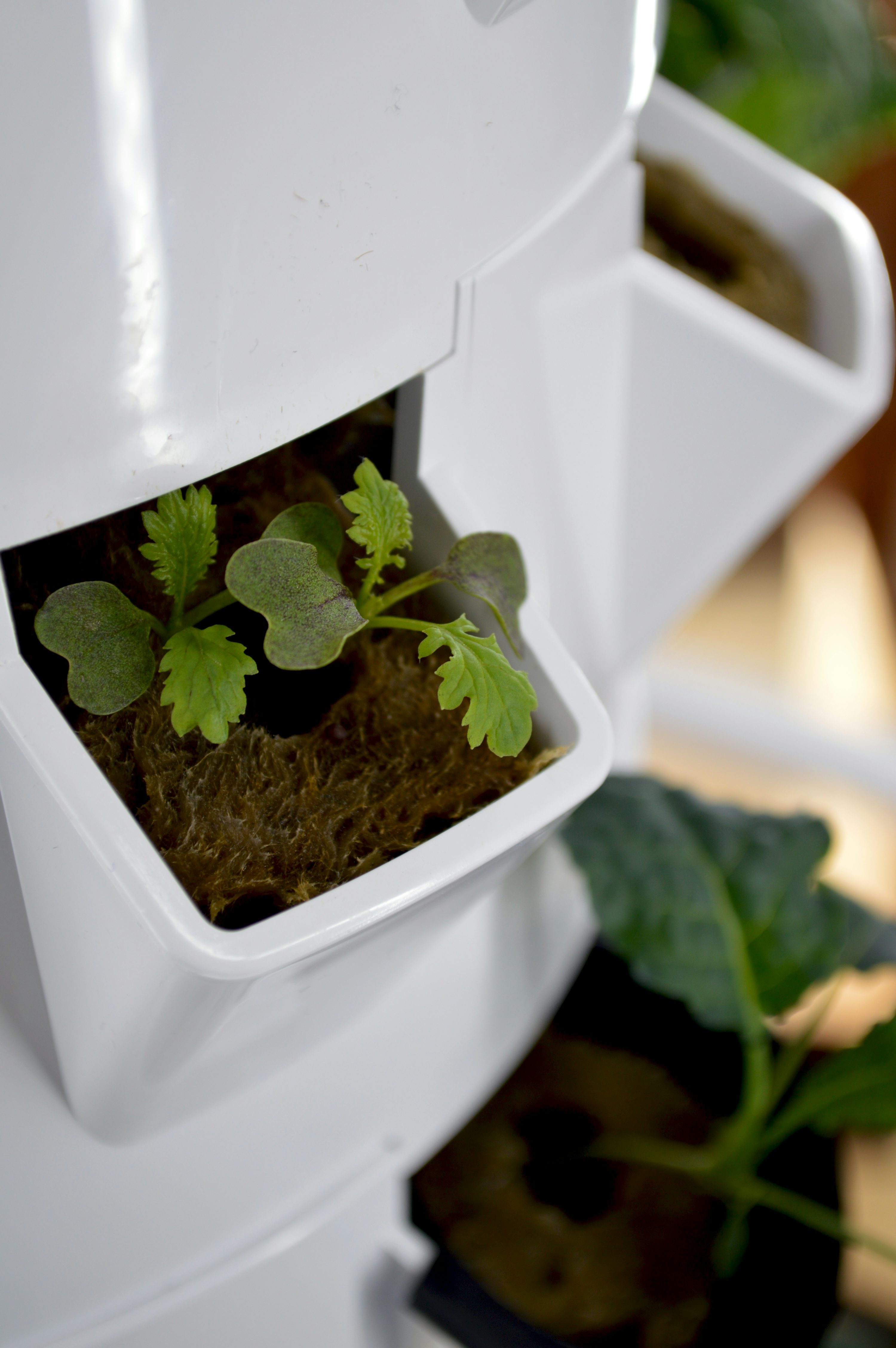 indoor vertical gardening