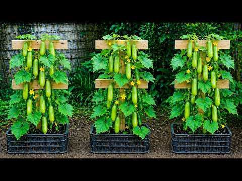 Vertical Cucumber and Zucchini Growing: Space-Saving Techniques for Small Apartments in 2026