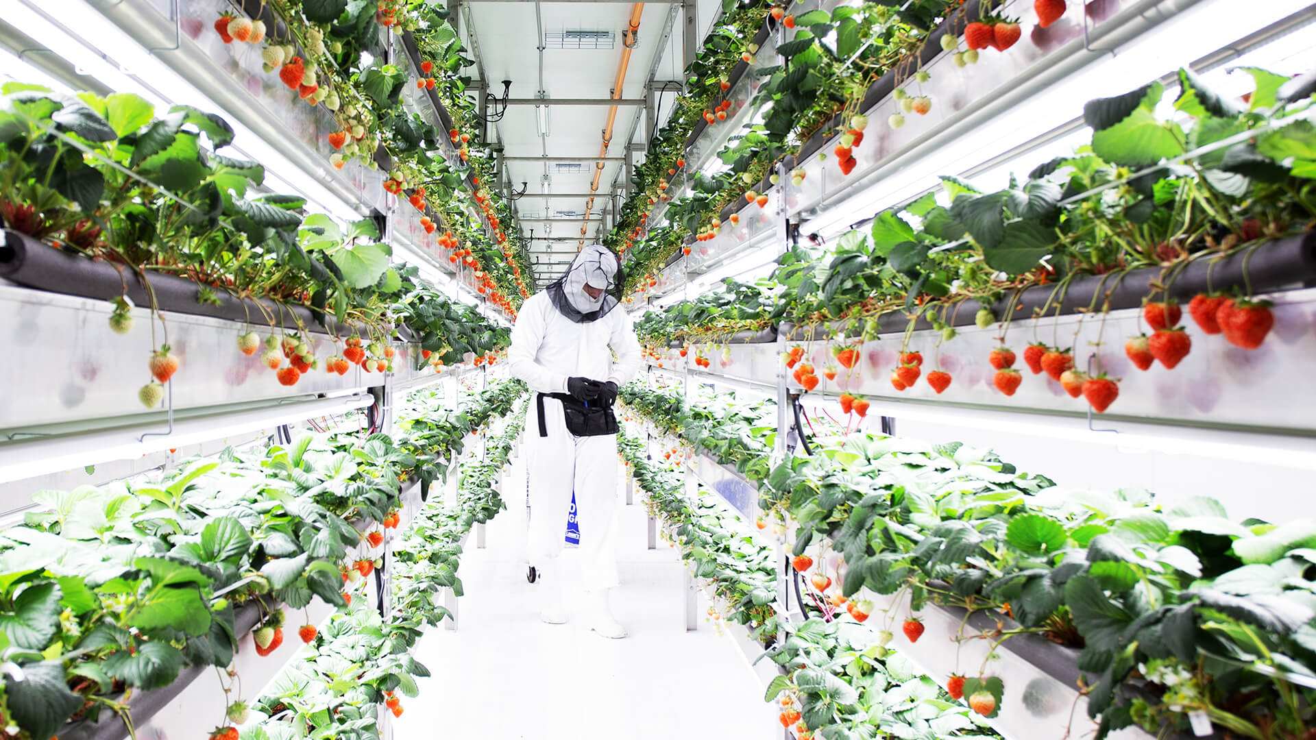Growing Strawberries Vertically Indoors: Complete 2026 Guide for Year-Round Harvests
