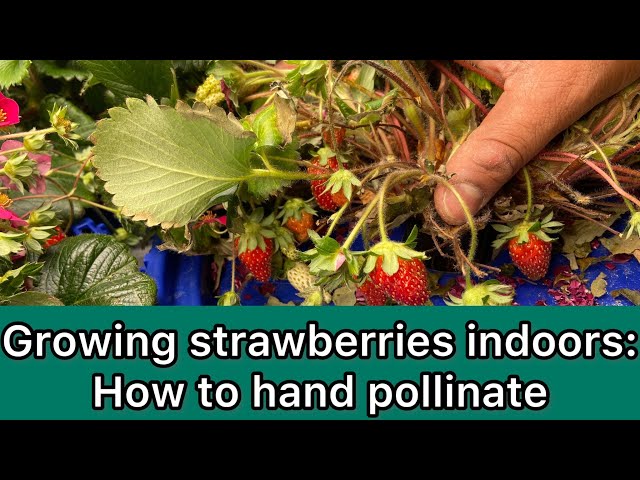 Hand-pollinating strawberry flowers indoors for a year-round harvest.
