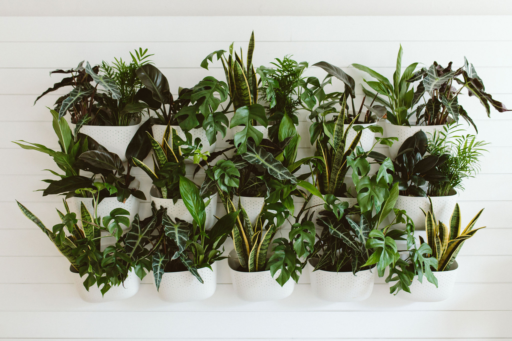 7 Best Low Maintenance Indoor Plants for Vertical Gardens in 2024