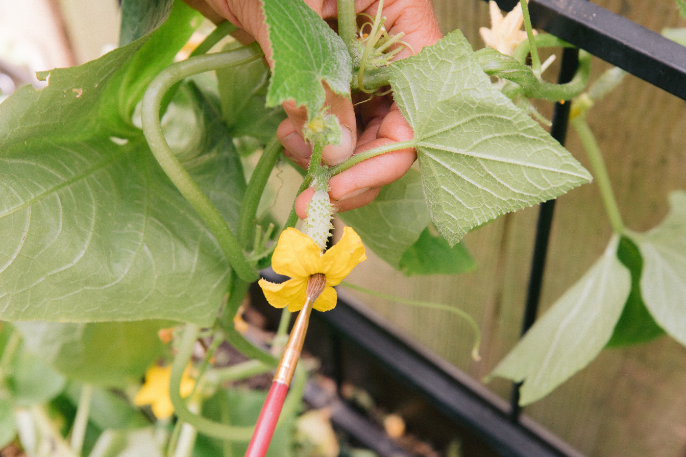Hand-pollinating cucumber flowers indoors for a bountiful harvest.