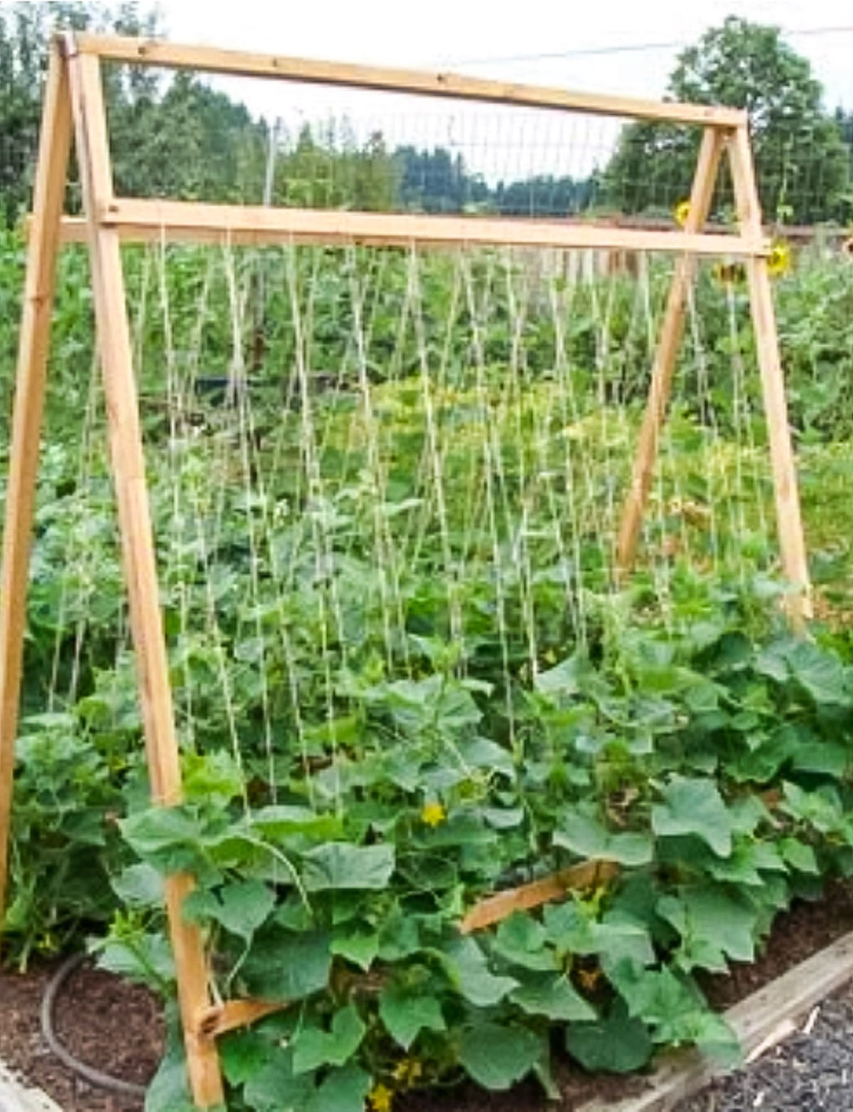 Trellis designs for growing cucumbers & zucchini vertically indoors.