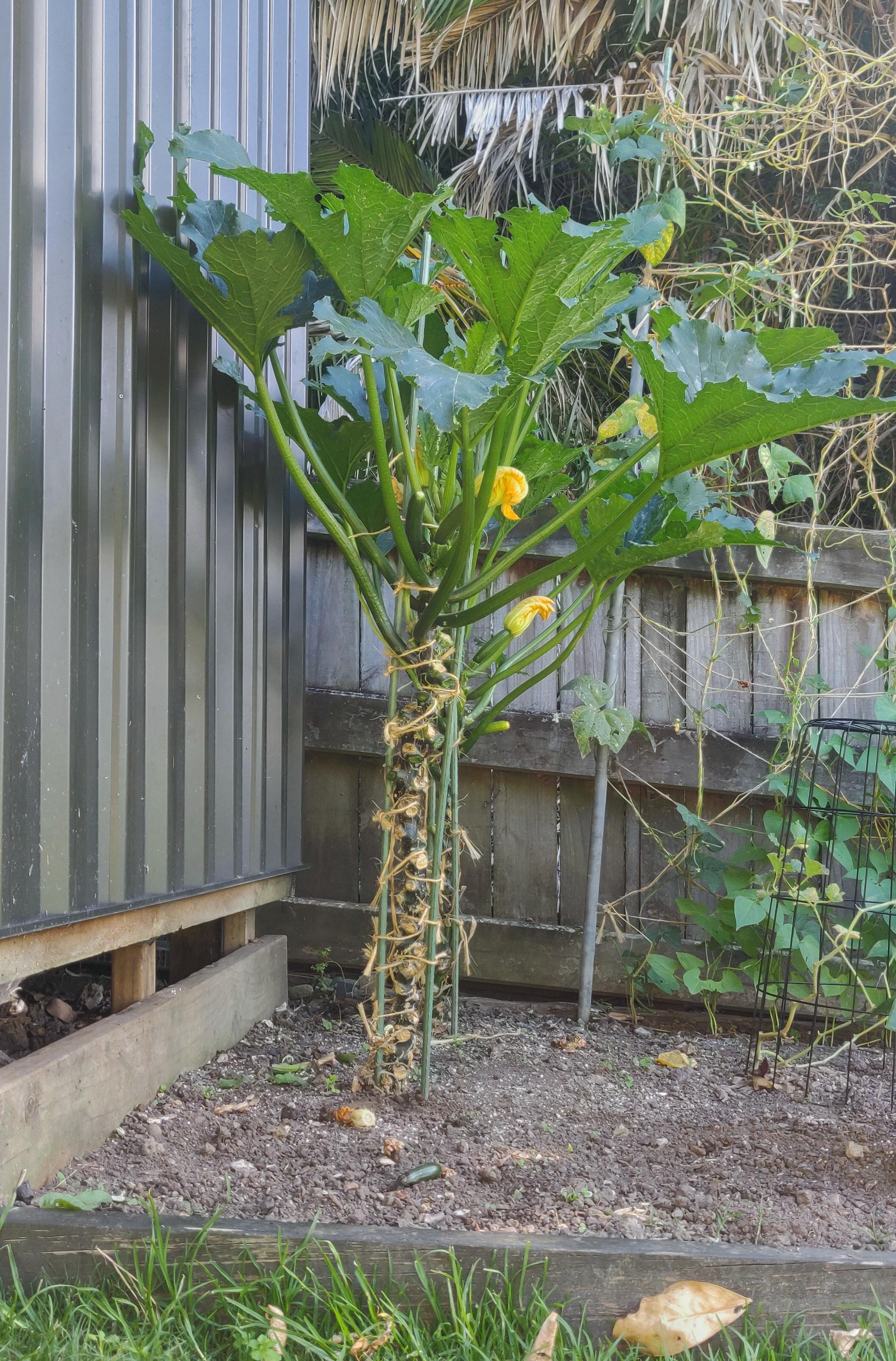 Harvest-ready cucumbers & zucchini grown vertically indoors for small space gardening.