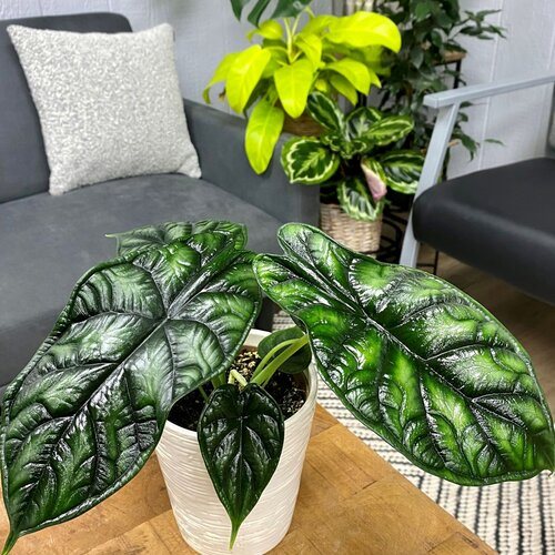 ’s Low Maintenance Indoor Vertical Gardening Tips