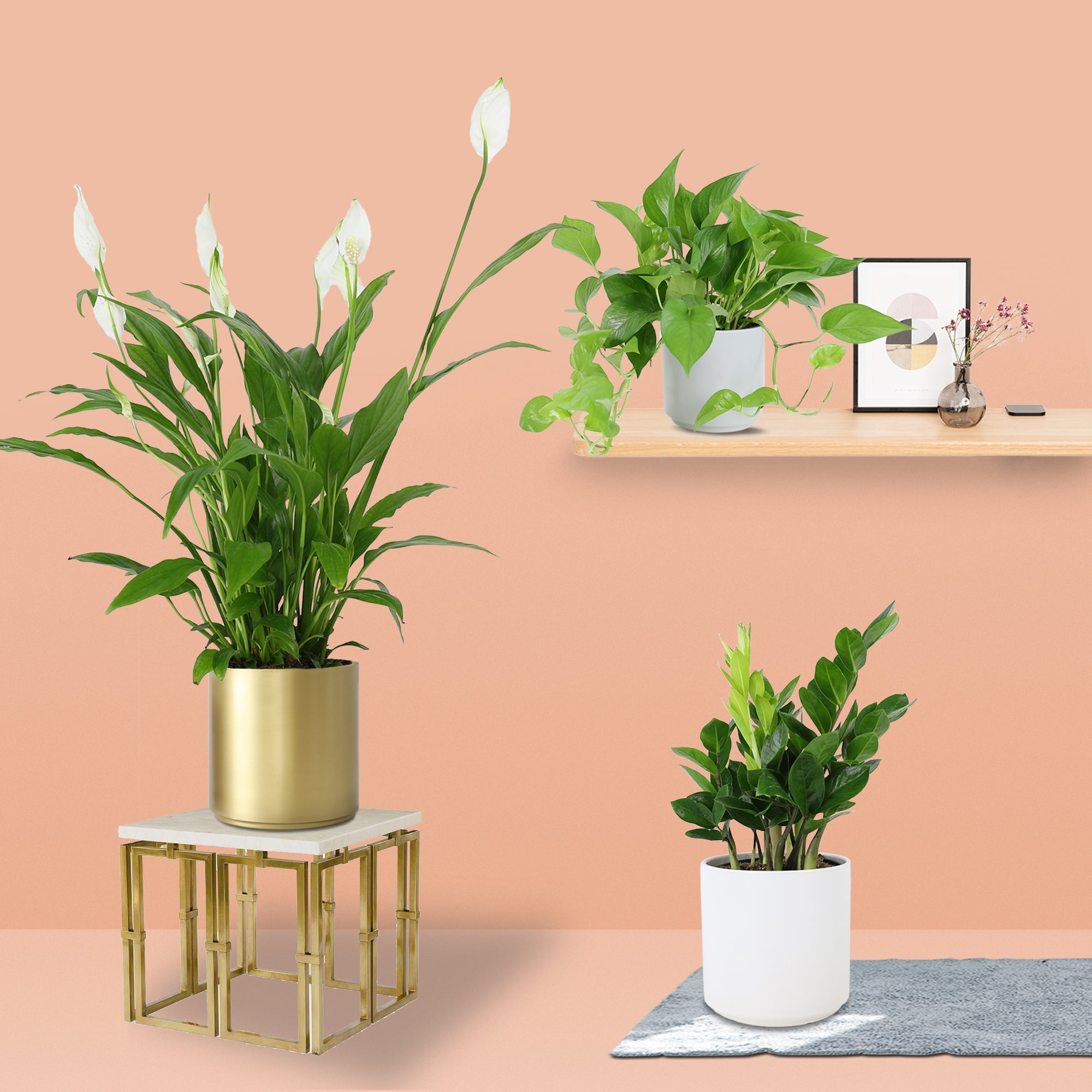 Climate-Resilient Indoor Plants: 15 Low Maintenance Varieties Thriving in 2026's Changing Weather
