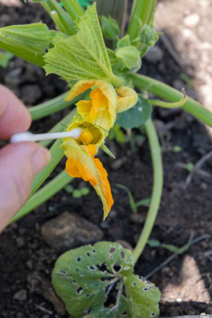 Hand-pollinating zucchini flowers indoors for a vertical garden. Boost yields!