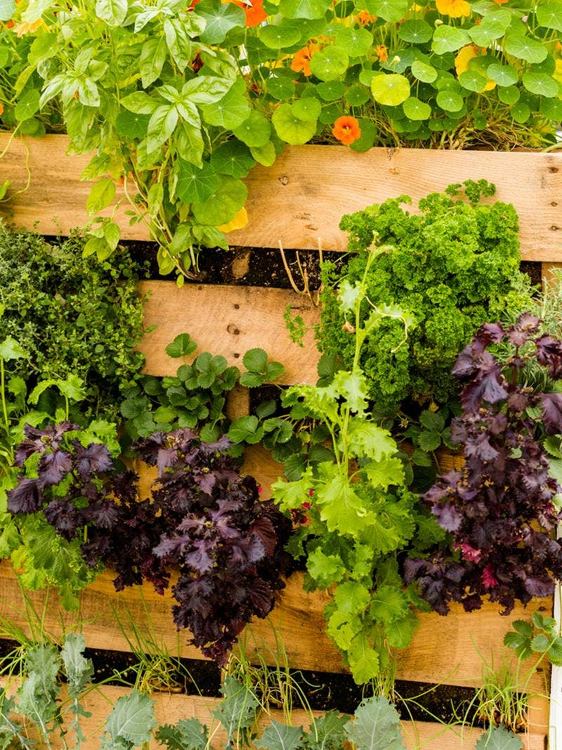 indoor vertical gardening