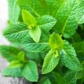 fresh mint leaves