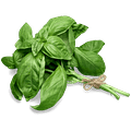 fresh basil leaves
