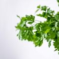 fresh parsley leaves