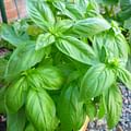 fresh basil leaves
