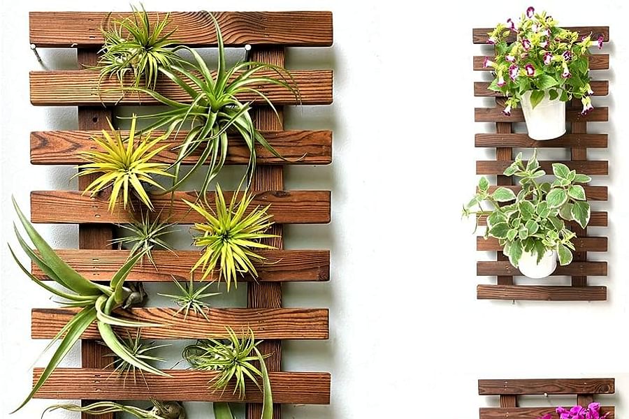 Air Plants indoor living wall