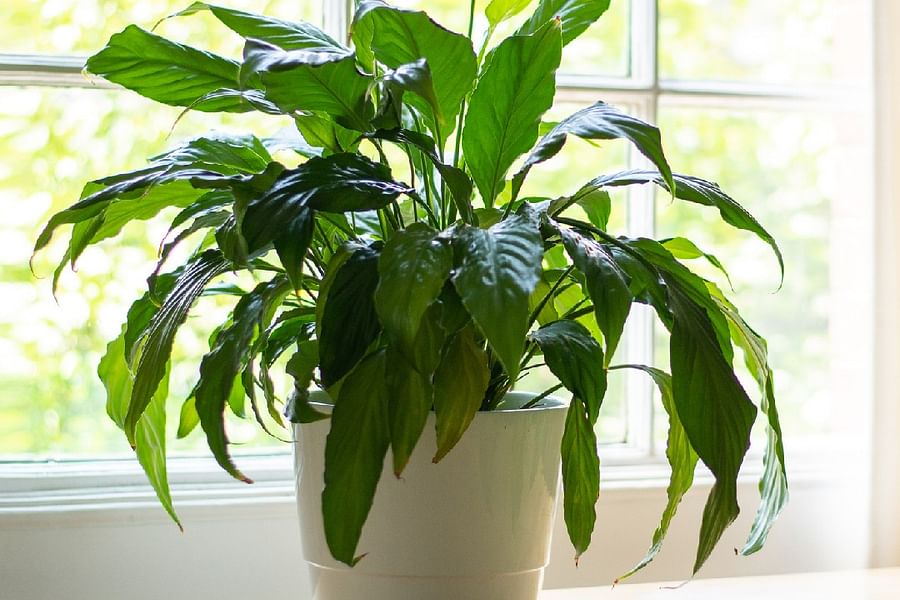 Peace Lily indoor living wall