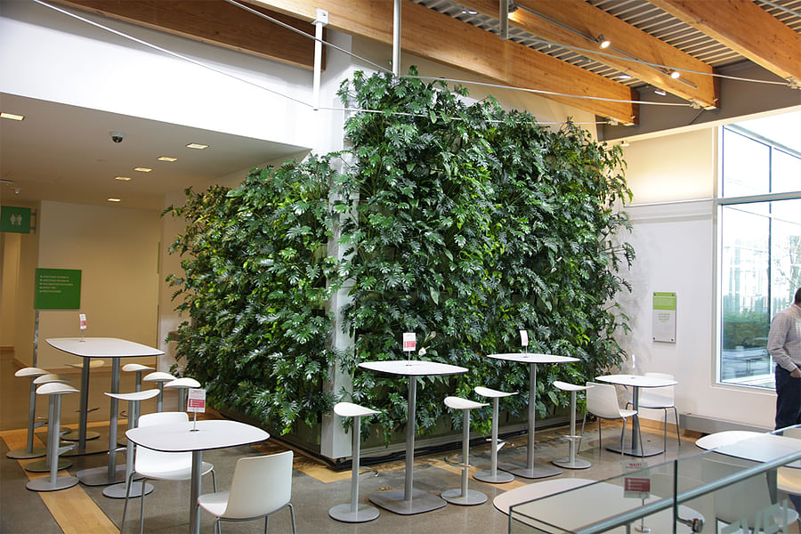 Philodendrons indoor living wall