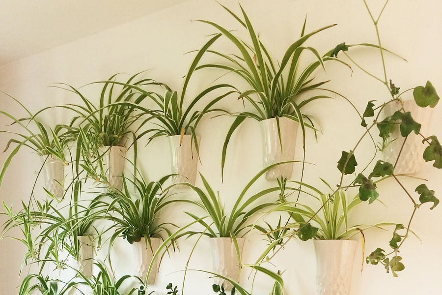 Spider Plants indoor living wall