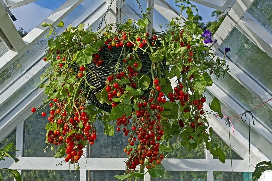 Cherry tomatoes in vertical garden