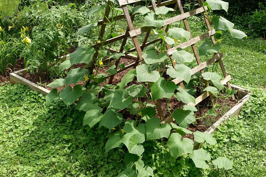 Pea plants in vertical garden
