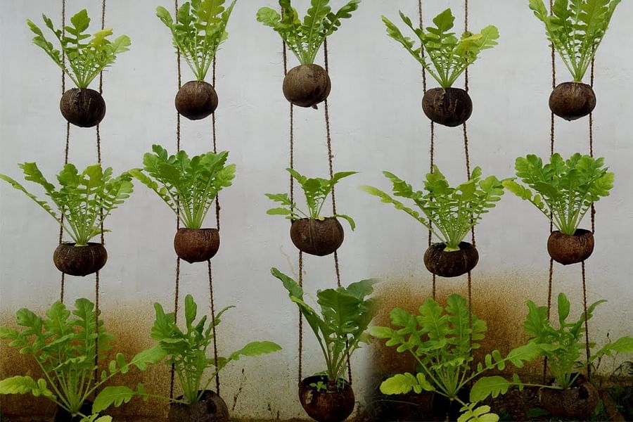Radishes in vertical garden