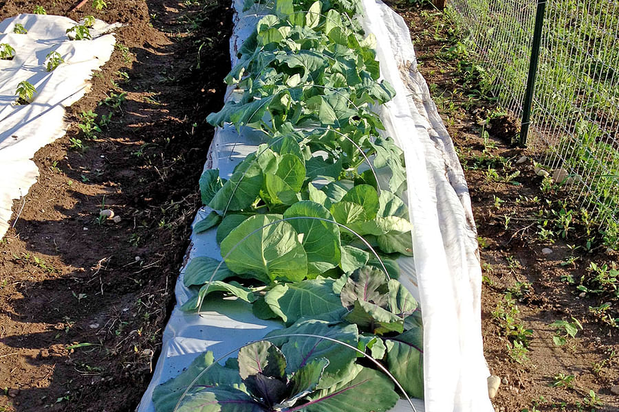 Plant Disease Diagnosis Tool for Gardens