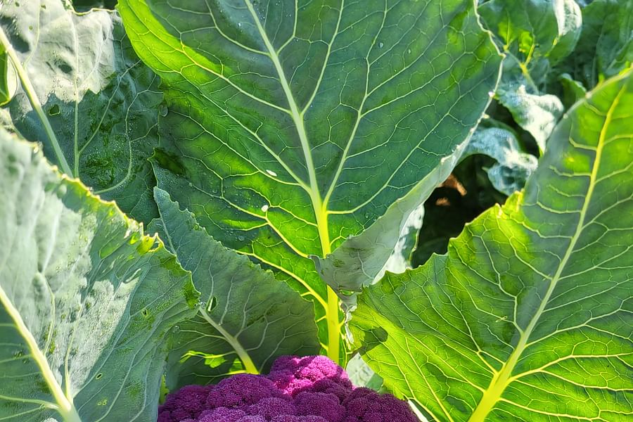 Purple Cauliflower in Garden