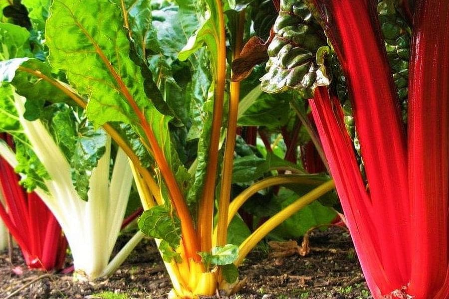 Rainbow Chard Plant