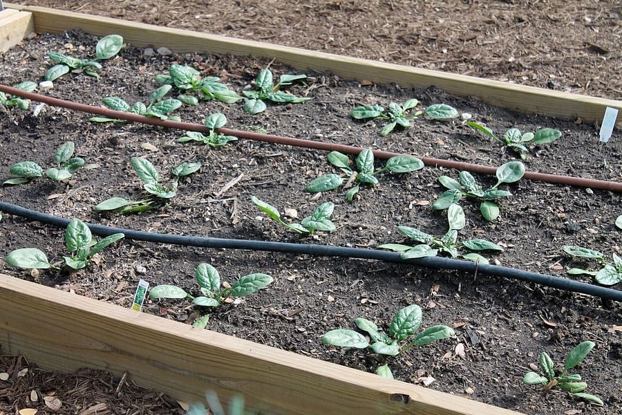 Smart Watering System for Vertical Gardens