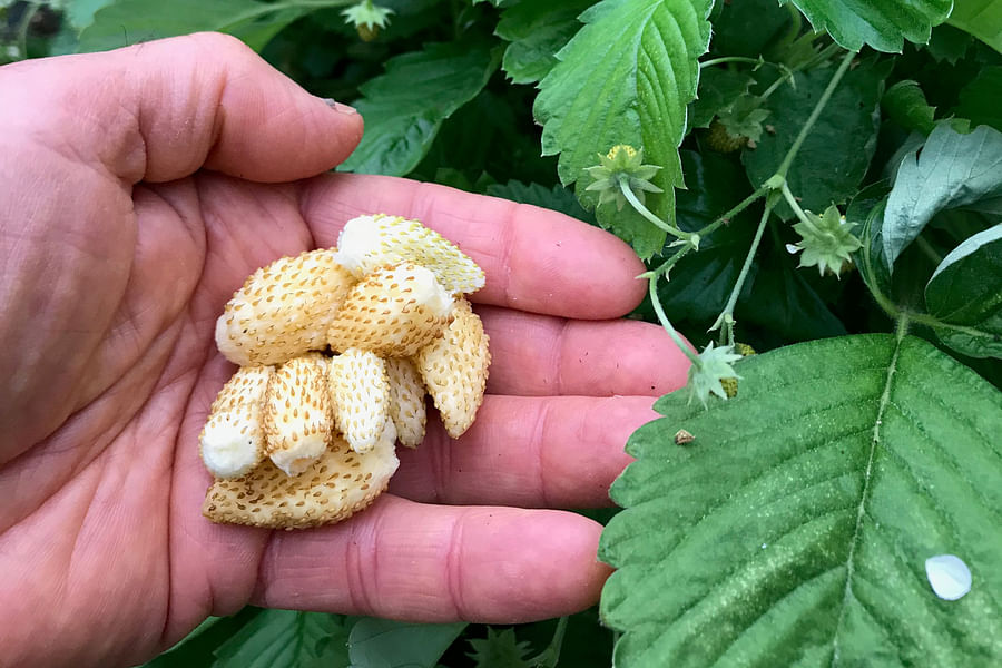 White Alpine Strawberries