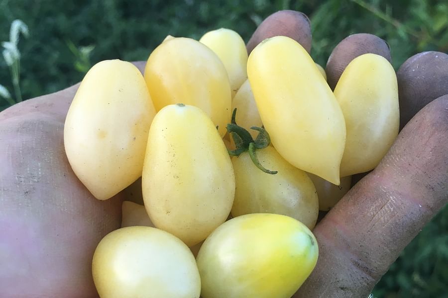 Yellow Cherry Tomatoes on Vine