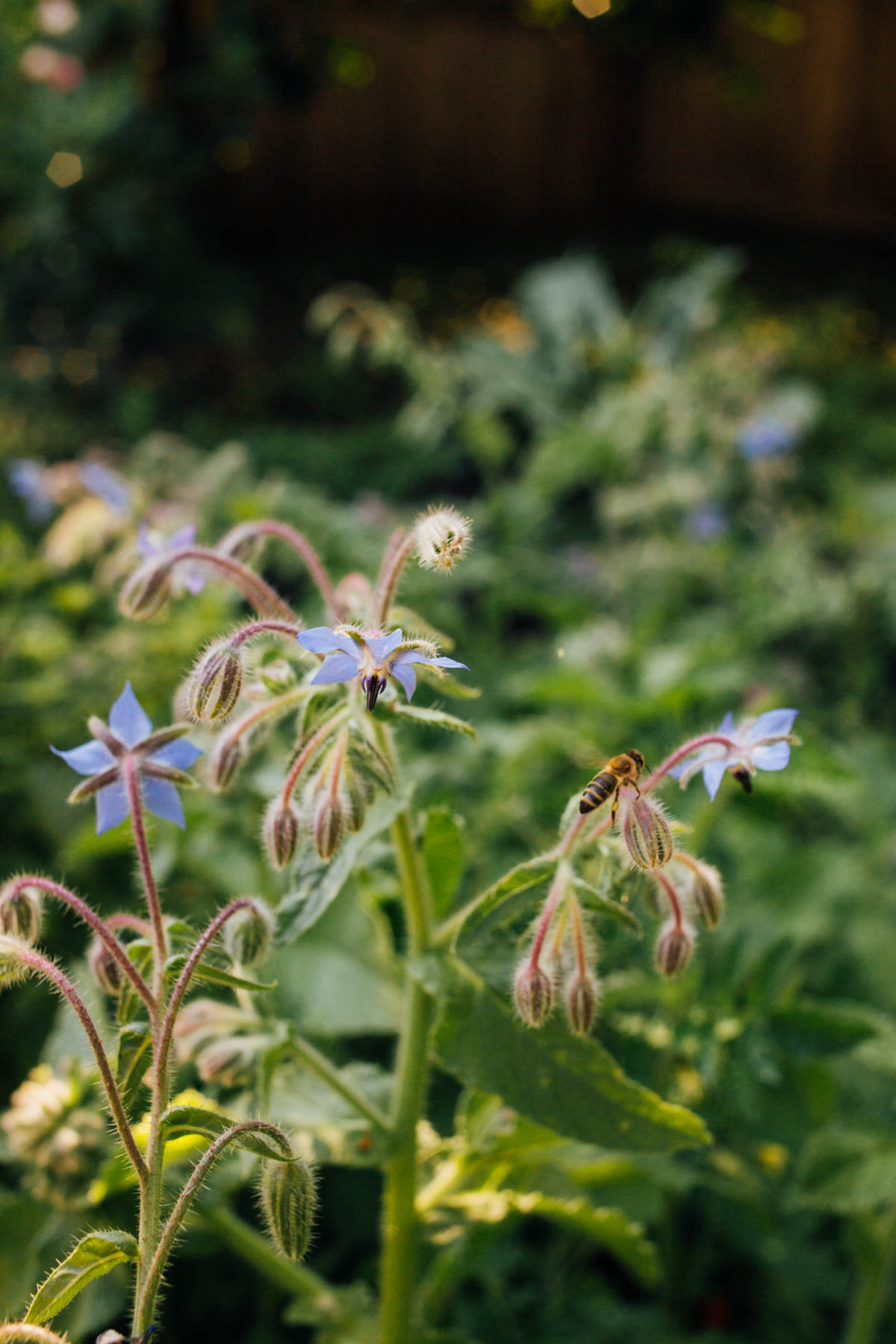 Borage edible flowers