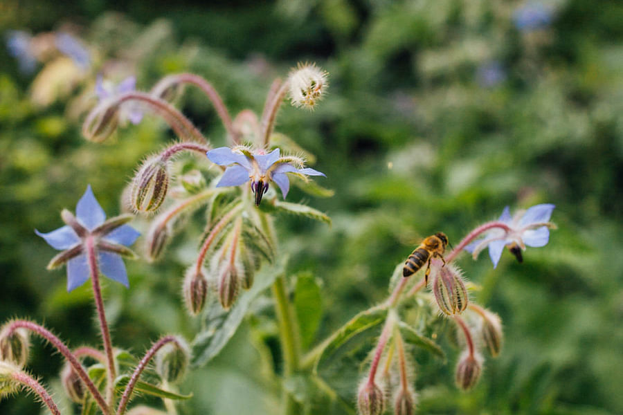 Borage edible flowers