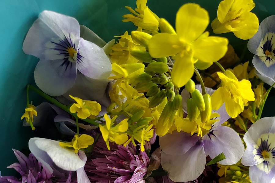 Chamomile edible flowers
