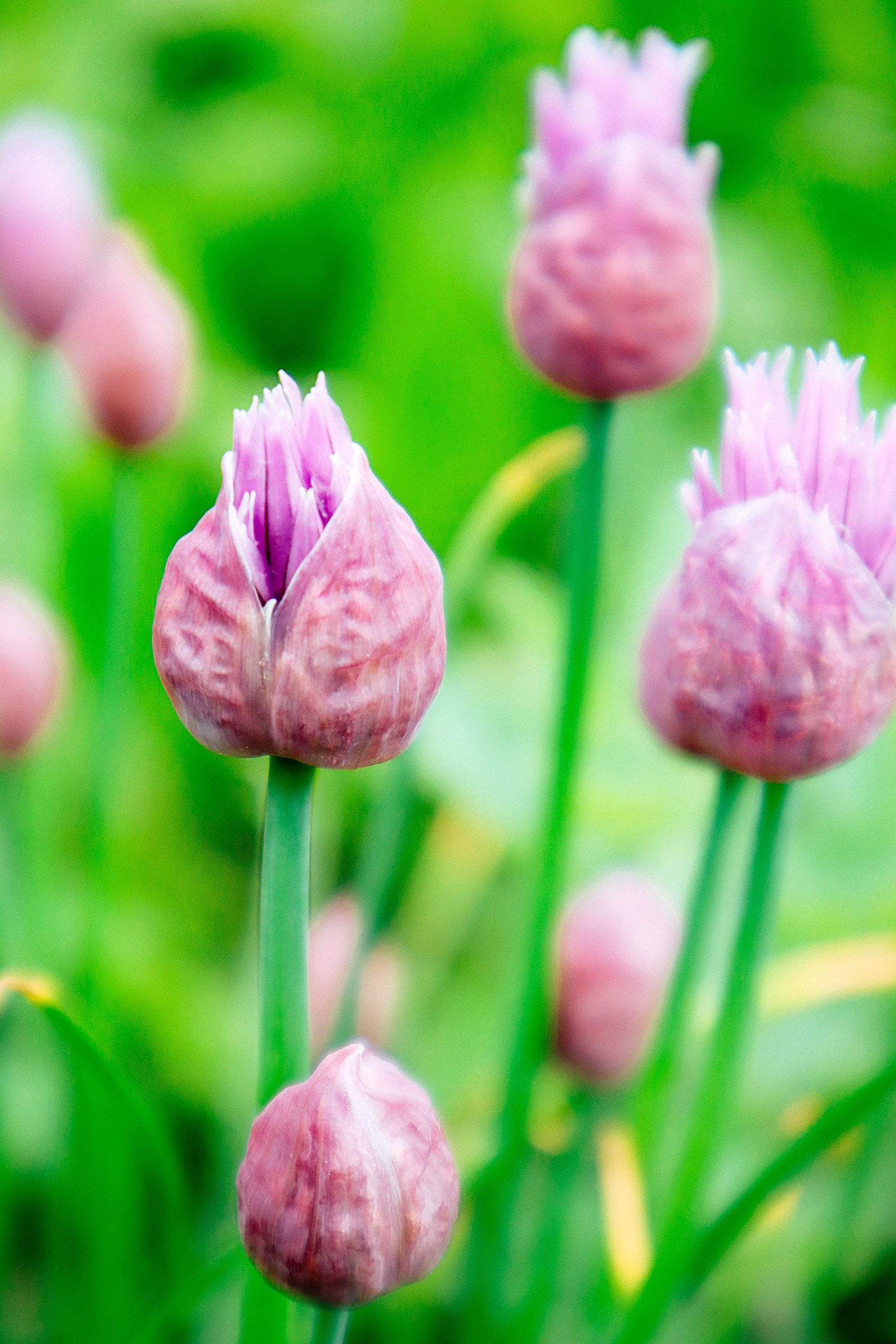 Chive Blossoms edible flowers