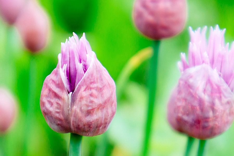 Chive Blossoms edible flowers