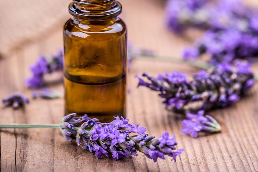 Lavender edible flowers