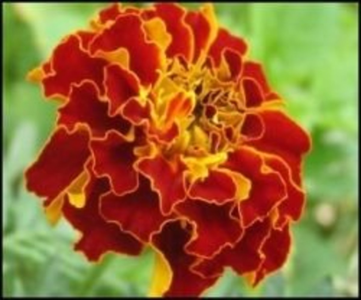 Marigolds edible flowers