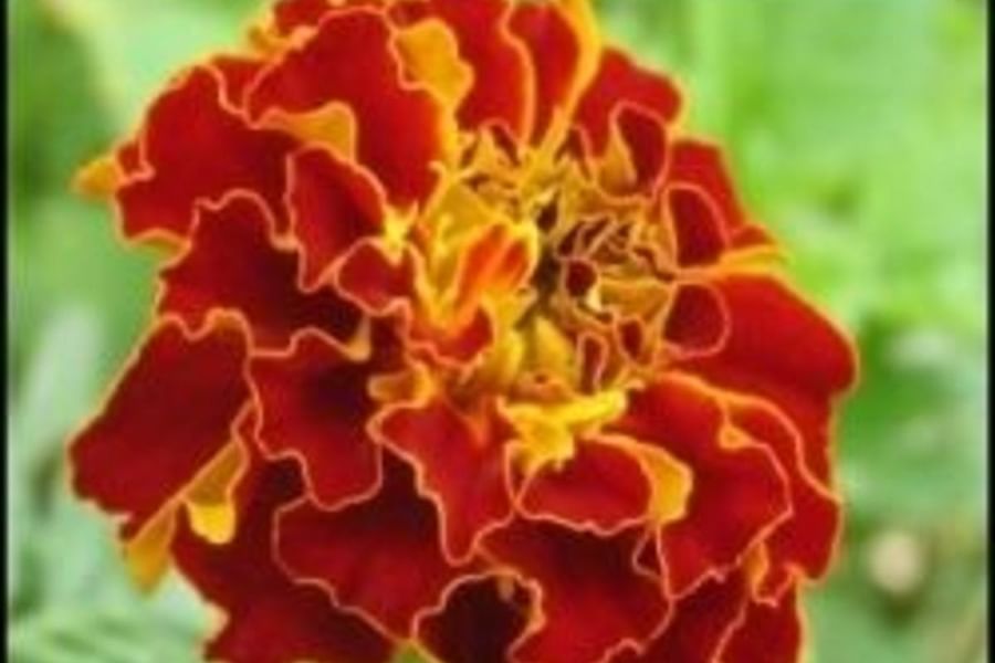 Marigolds edible flowers