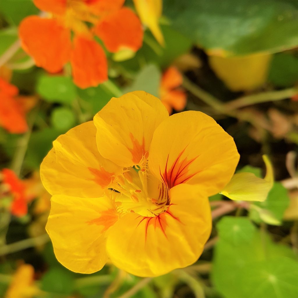 Nasturtiums edible flowers