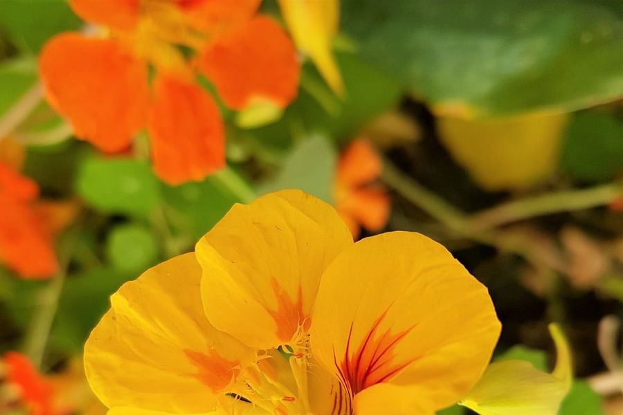 Nasturtiums edible flowers