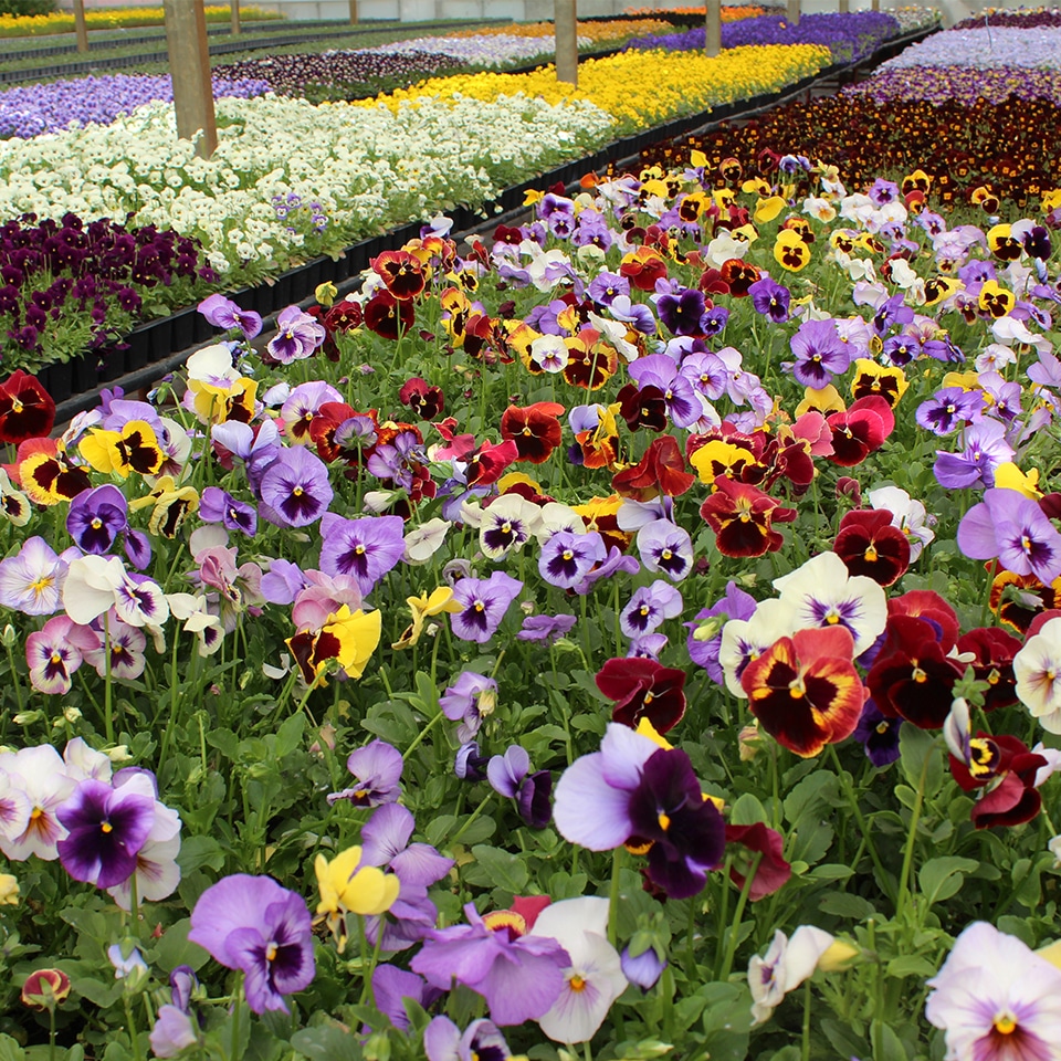 Pansies edible flowers