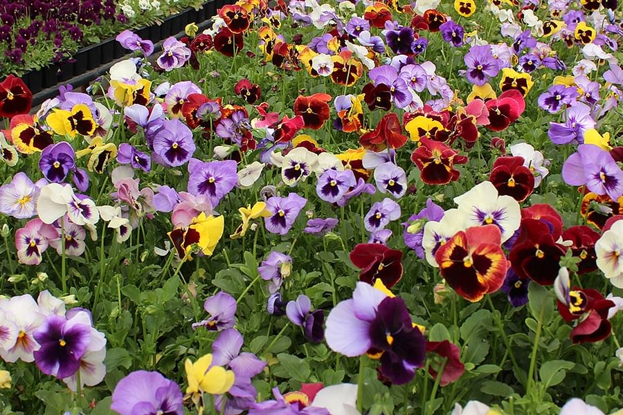 Pansies edible flowers