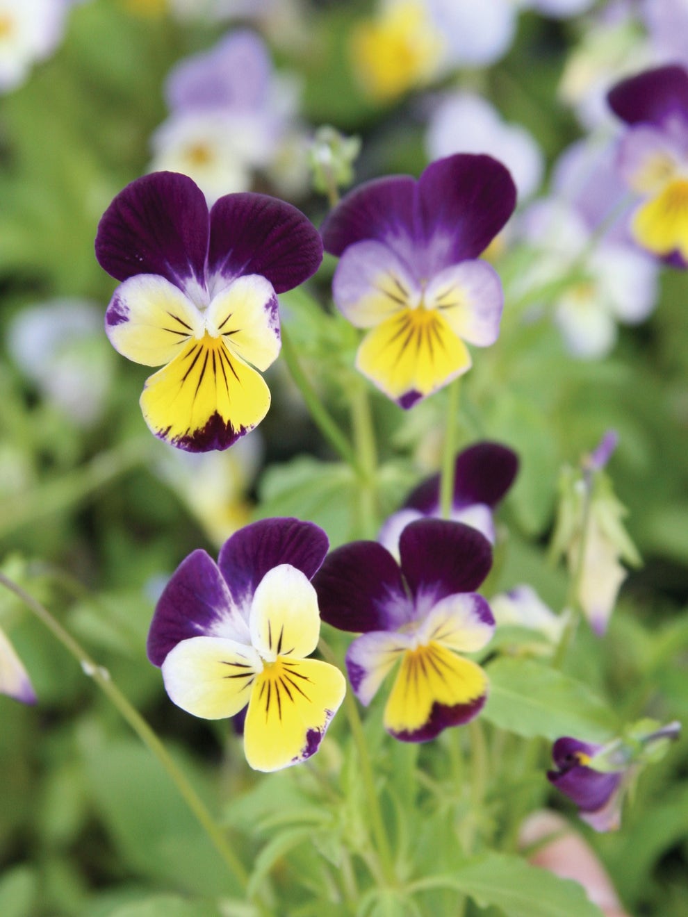 Violas edible flowers