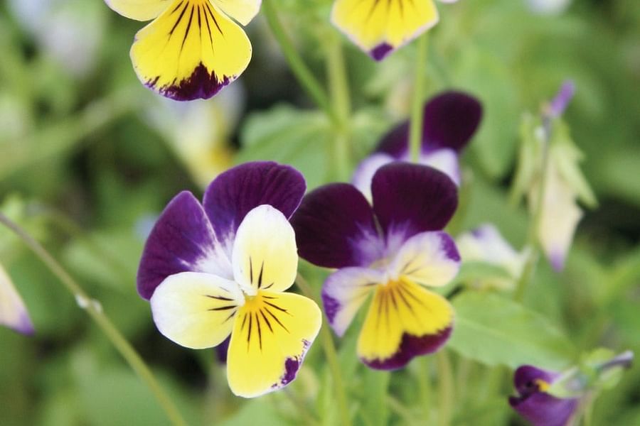 Violas edible flowers