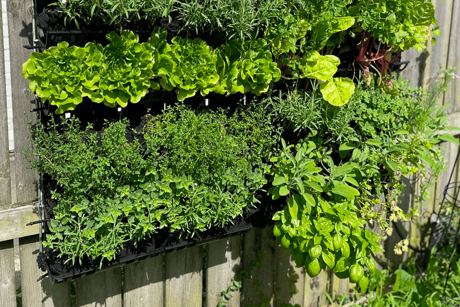 Automated Drip Irrigation for Vertical Gardens