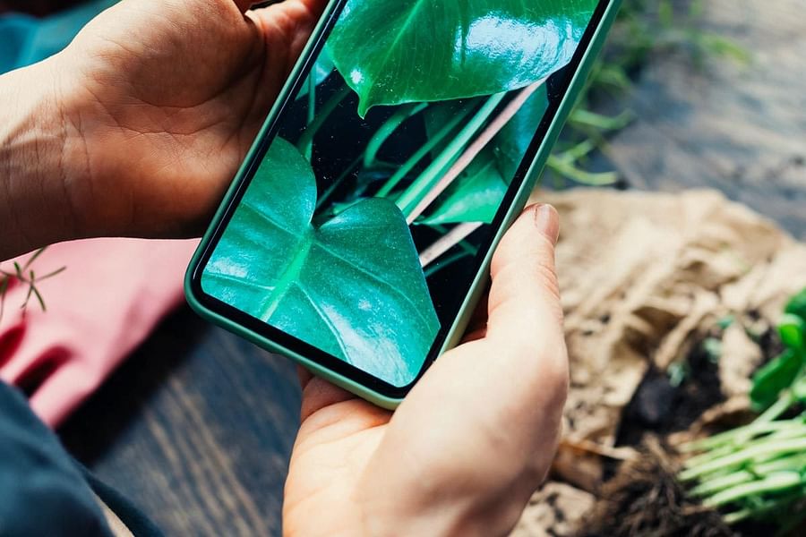 FlowerChecker app identification