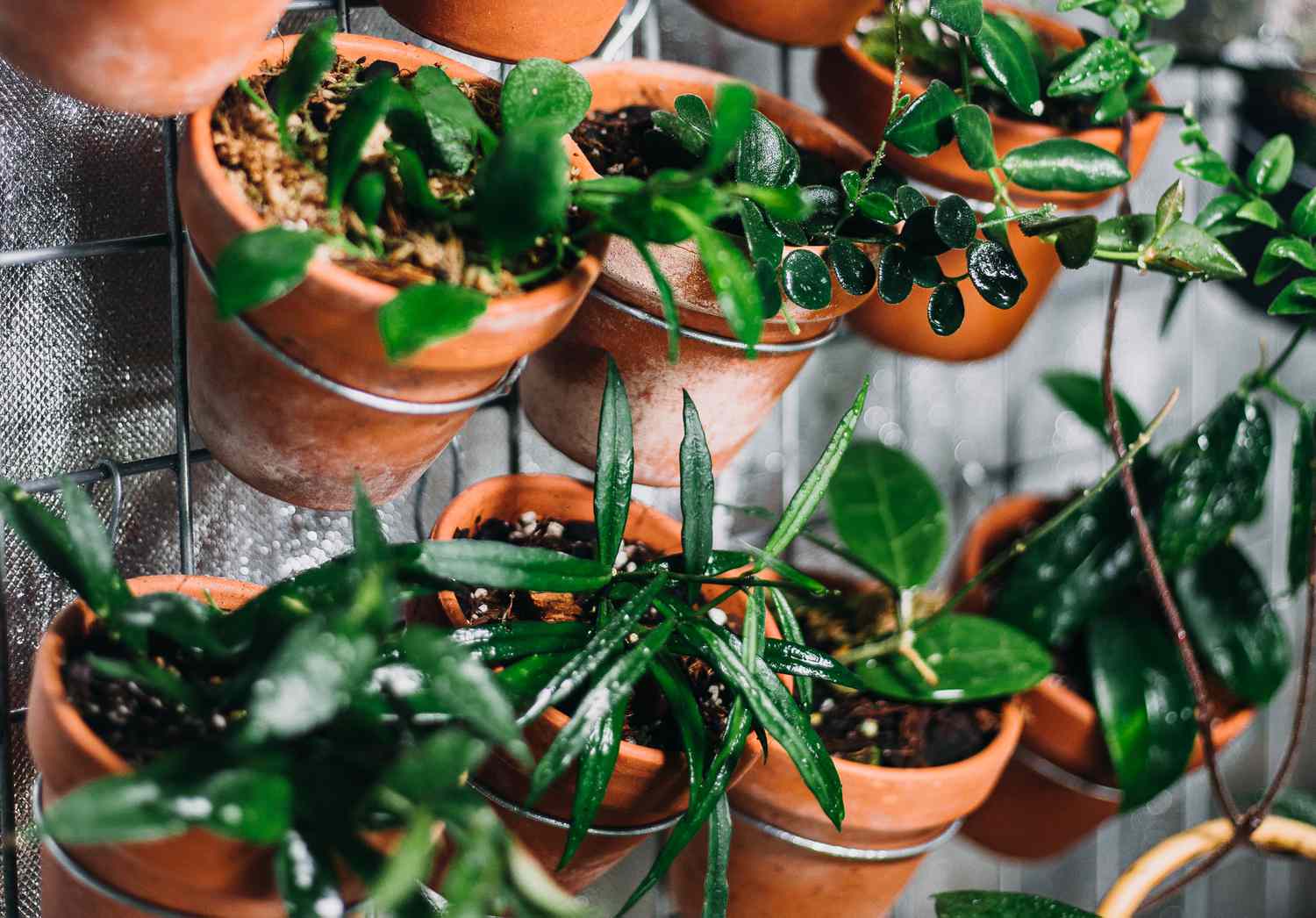 pruning vertical garden plants